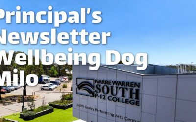 Narre Warren South P 12 College – Special Video Newsletter. Meet Milo the Wellbeing Dog